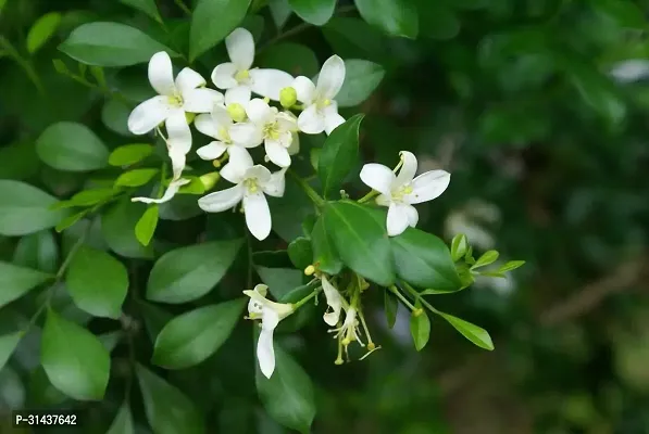 Natural Madhu Kamini Plant-thumb0