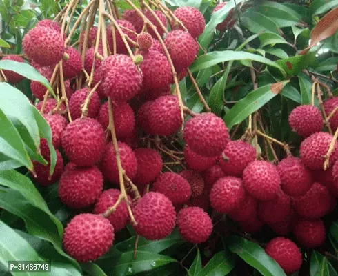 Natural Strawberry Plant-thumb0