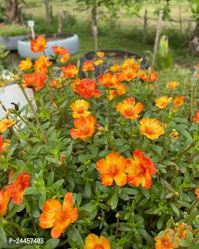 Natural Portulaca Plant