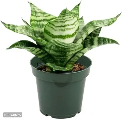 Natural Snake Plant