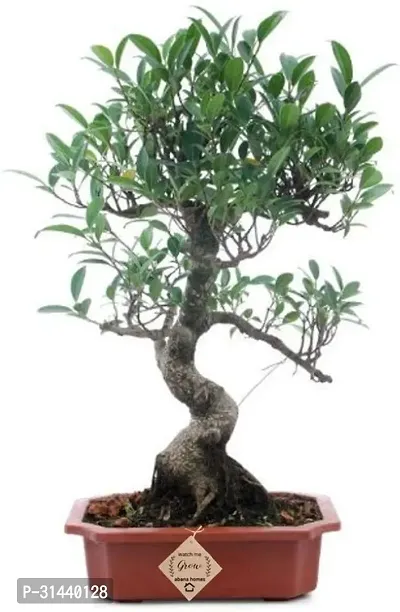 Natural Ficus Plant