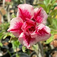 Natural Adenium Plant-thumb1