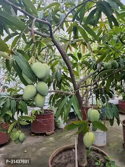 Natural Mango Plant-thumb0