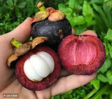 Mangosteen Plant