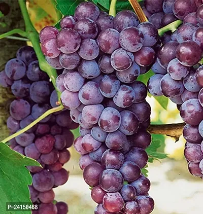 Grapes Plant