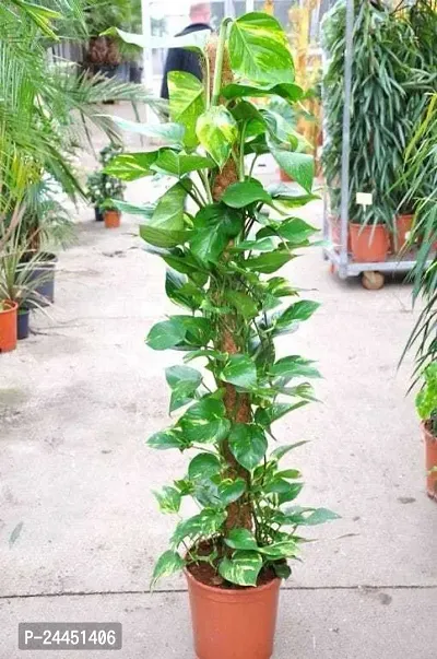 Natural Money Plant