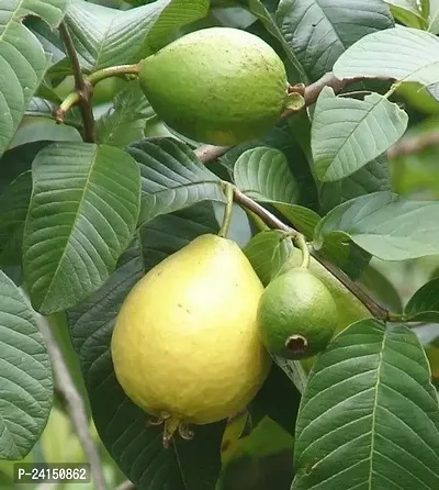 Guava Plant-thumb0