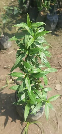 Natural Almond Plant-thumb1