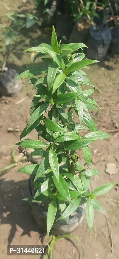 Natural Almond Plant-thumb2