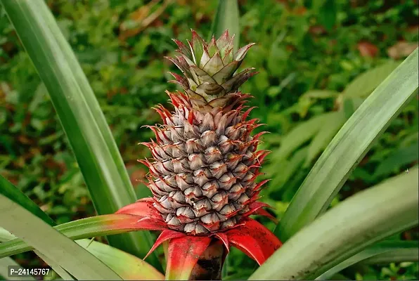 Pine Apple Plant-thumb2