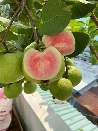 Natural Guava Plant-thumb3