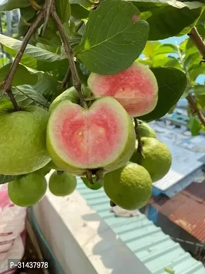 Natural Guava Plant-thumb4