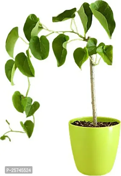 Giloy Plant-thumb0