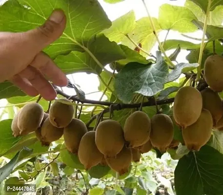 Natural Kiwi Plant