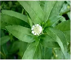 Natural Bhringraj Plant-thumb1