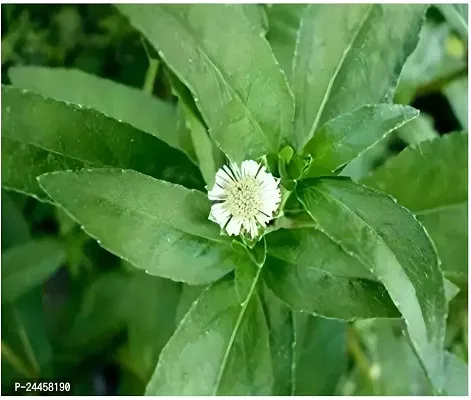 Natural Bhringraj Plant-thumb2