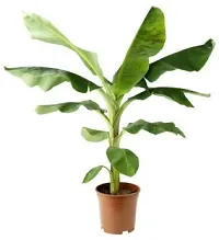 Natural Banana Plant-thumb1