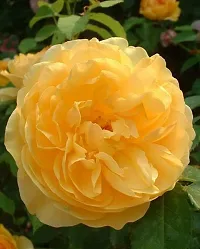 Natural Rose Plant-thumb2