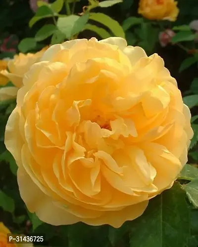 Natural Rose Plant-thumb3