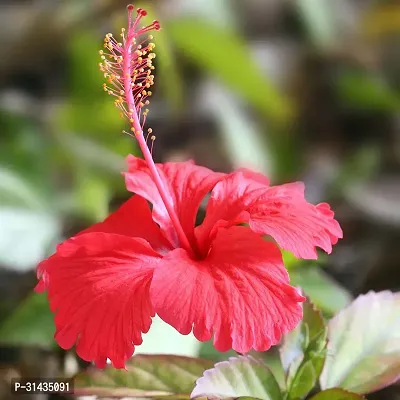 Natural Hibiscus Plant With Pot-thumb2