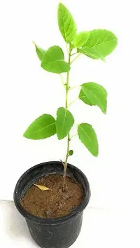 Natural Tulsi Plant-thumb1