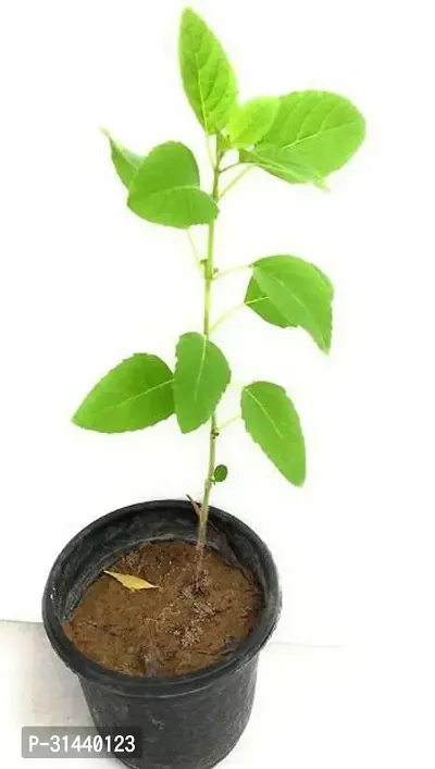 Natural Tulsi Plant-thumb2