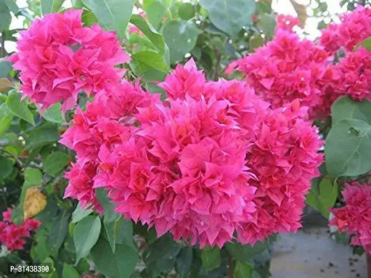 Natural Baugainvillea Plant