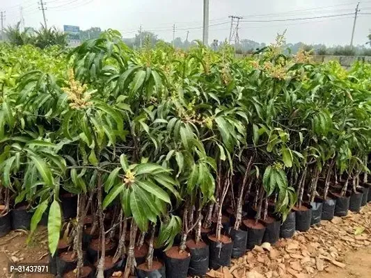 Natural Mango Plant-thumb0