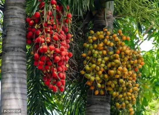 Betel Nut/Supari Plant