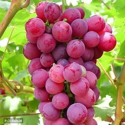 Natural Grapes Plant-thumb0