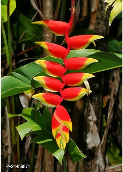 Natural Bird Of Paradise Plant