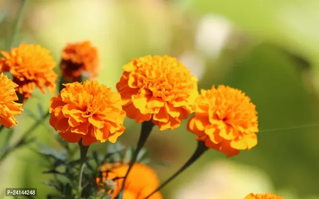 Marigold Plant