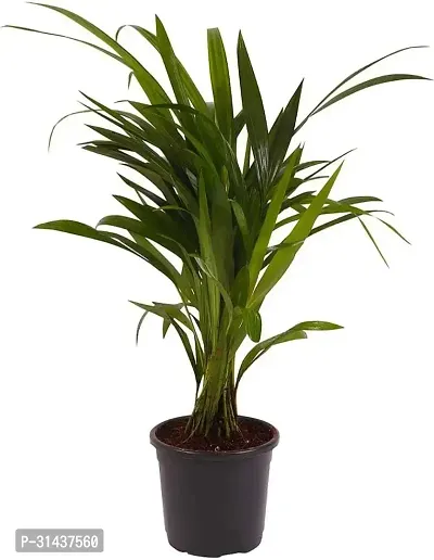 Natural Lemon Grass Plant-thumb0