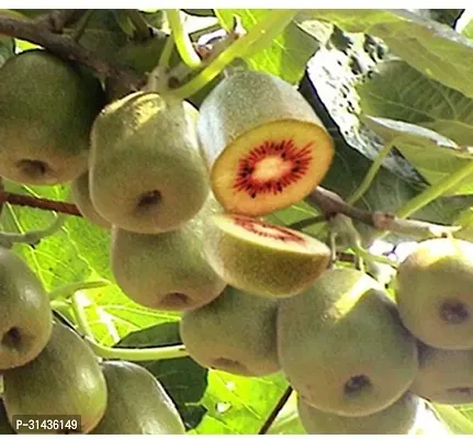 Natural Kiwi Plant-thumb4