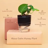 Money Plant-thumb1