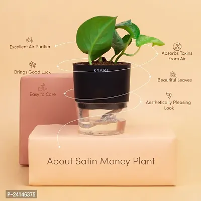 Money Plant-thumb2