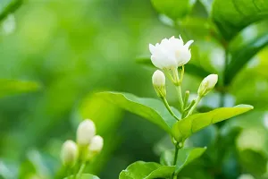 Natural Jasmine Plant-thumb1