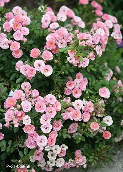 Natural Rose Plant-thumb0