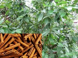 Natural Cinnamon Plant-thumb2