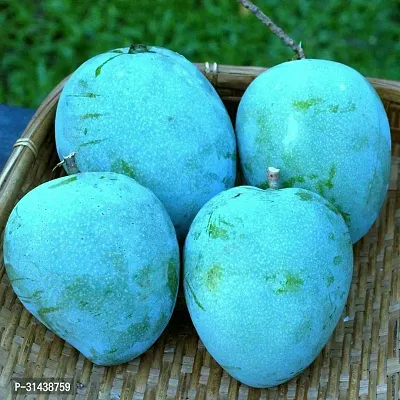 Natural Mango Plant