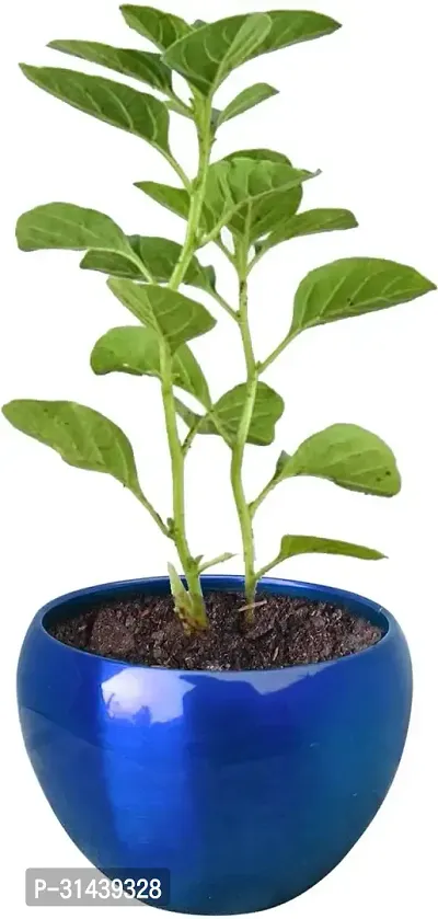 Natural Ashwagandha/Indian Ginseng Plant-thumb0