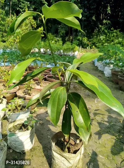 Natural Cinnamon Plant