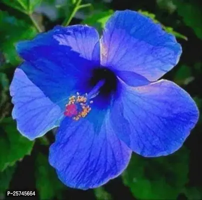 Hibiscus Gudhal Flower Plant-thumb0