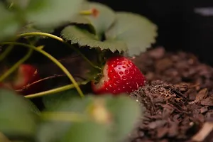 Strawberry Plant-thumb1