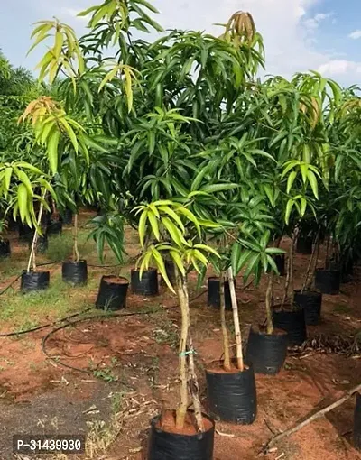 Natural Mango Plant-thumb0