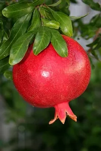 Natural Pomegranate Plant-thumb1