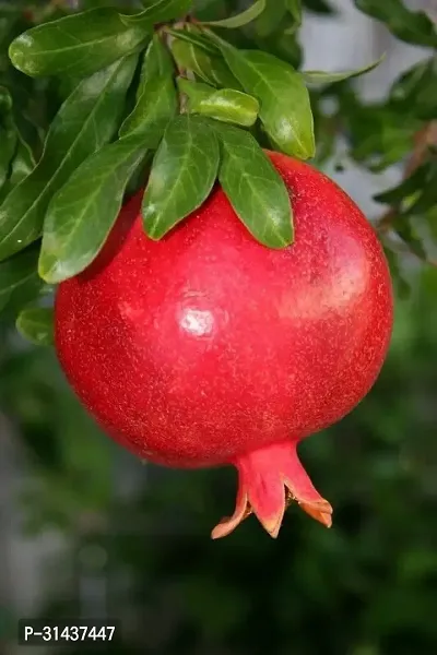 Natural Pomegranate Plant-thumb2