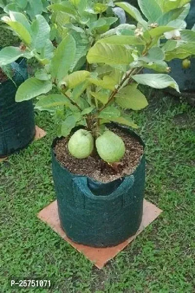 Guava Plant