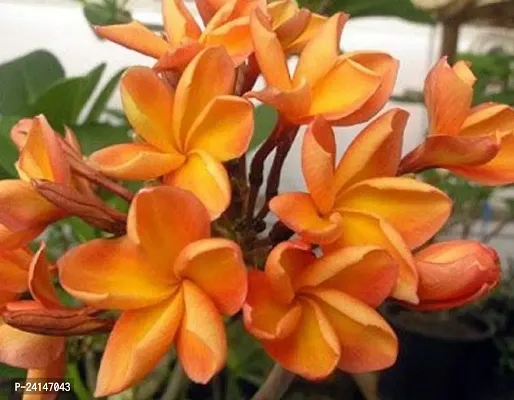 Plumeria Plant