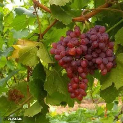 Grapes Plant